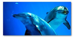 Moderní skleněný obraz z fotografie Dva delfíni osh-16277956