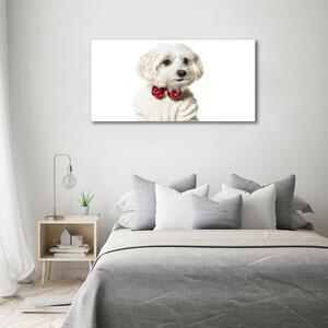 Foto obraz canvas Maltézský psík oc-190626474