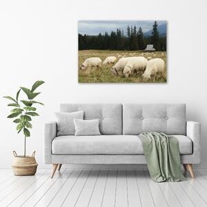 Fotoobraz na skle Pasící se ovce osh-197671747