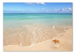 Fotoobraz na skle Hvězdice na pláži osh-23665929