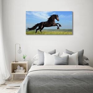 Moderní fotoobraz canvas na rámu Černý kůň na louce oc-26473191