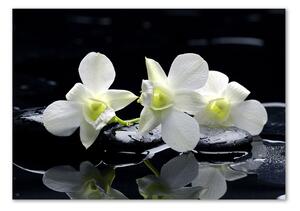 Foto obraz fotografie na skle Orchidej osh-28908662