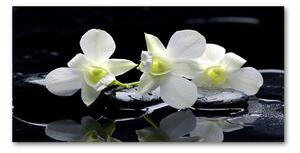 Foto obraz fotografie na skle Orchidej osh-28908662