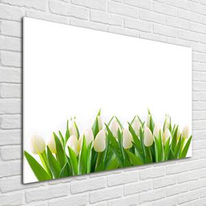 Fotoobraz na skle Bílé tulipány osh-30153186