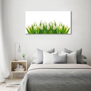 Foto obraz na plátně Bílé tulipány oc-30153186