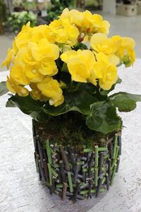Skleněný květináč s přírodními prvky 19cm
