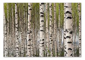 Moderní skleněný obraz z fotografie Břízový les osh-31867188