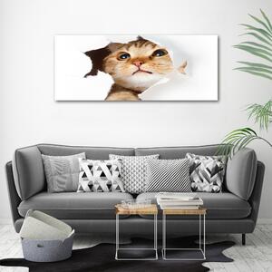 Moderní fotoobraz canvas na rámu Kočka v díře oc-33902265