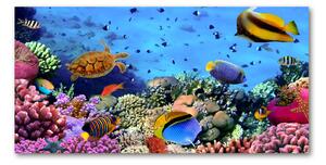 Fotoobraz na skle Korálový útes osh-35544351