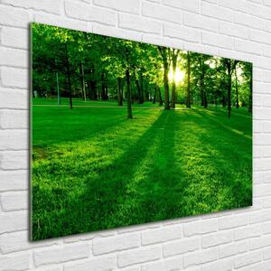 Foto obraz skleněný horizontální Tráva v parku osh-3863874