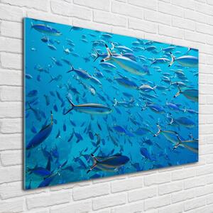 Foto obraz skleněný horizontální Korálové ryby osh-39421860