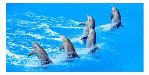 Foto obraz sklo tvrzené Delfíny osh-39687572