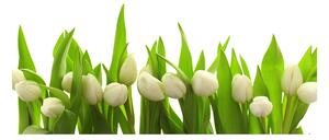 Foto obraz sklo tvrzené Bílé tulipány osh-40774643
