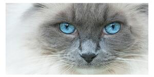 Moderní skleněný obraz z fotografie Kočka modré oči osh-41430581
