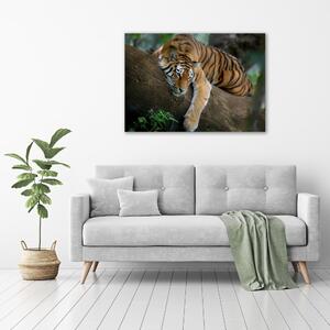 Foto obraz skleněný horizontální Tygr na stromě osh-4289086