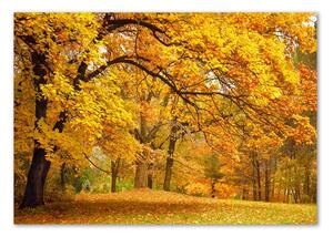 Foto obraz sklo tvrzené Podzim v parku osh-43414176