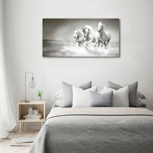 Foto obraz canvas Bílí koně oc-44040199