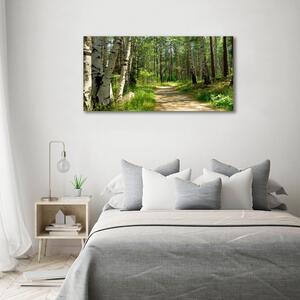 Foto obraz skleněný horizontální Stezka v lese osh-4509873