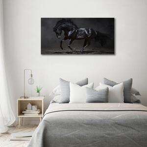 Foto obraz na plátně do obýváku Černý kůň oc-47712826