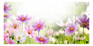 Foto obraz sklo tvrzené Květiny na louce osh-49015861