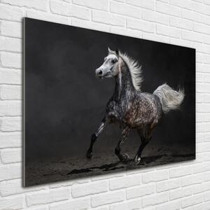 Foto obraz sklo tvrzené Šedný arabský kůň osh-49747605