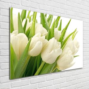 Moderní foto obraz na stěnu Bílé tulipány osh-49549577