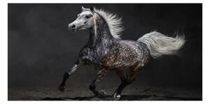Foto obraz sklo tvrzené Šedný arabský kůň osh-49747605