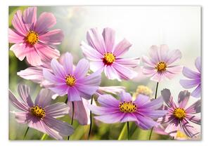 Foto obraz sklo tvrzené Květiny na louce osh-50039707