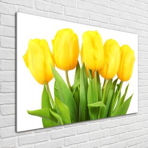 Foto-obrah sklo tvrzené Žluté tulipány osh-50296445