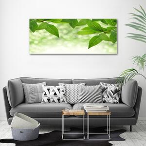 Foto obraz skleněný horizontální Zelené listí osh-51811576