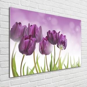 Fotoobraz na skle Fialové tulipány osh-52340543