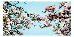 Fotoobraz na skle Květiny magnolie osh-52445180