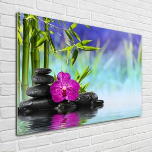 Moderní foto obraz na stěnu Orchidej bambus osh-54557063
