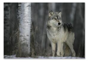 Foto obraz fotografie na skle Šedý vlk osh-57875164