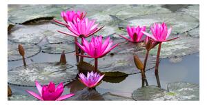 Fotoobraz na skle Květ lotosu osh-57976414
