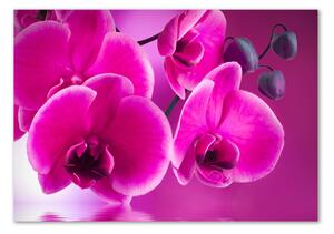 Fotoobraz na skle Orchidej osh-58002130