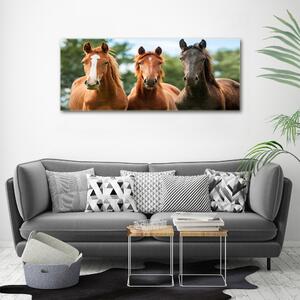 Moderní fotoobraz canvas na rámu Tři koně oc-58776709