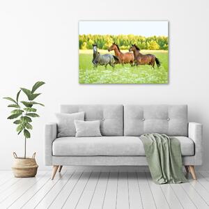 Foto obraz na plátně Koně ve cvalu oc-58845191