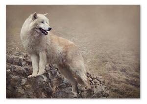 Foto obraz sklo tvrzené Bílý vlk na skále osh-60381309