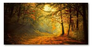 Fotoobraz na skle Podzimní les osh-60738927