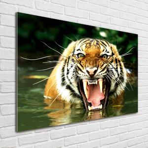 Fotoobraz na skle Řvoucí tygři osh-609474