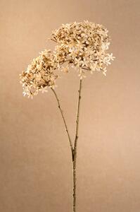 Paramit DRY CROWN FLOWER Aranžovací květina 71 cm krémová