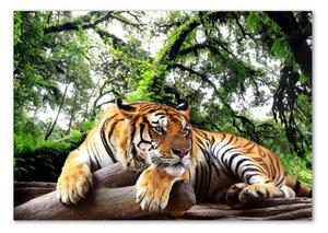 Foto obraz sklo tvrzené Tygr na skále osh-61968911