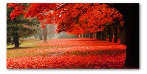 Foto obraz sklo tvrzené Stromy podzim osh-62277653