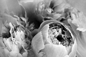 Tapeta růže černobílé - 150x100 cm