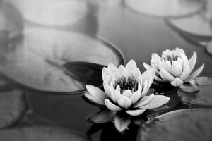 Samolepící fototapeta černobílý lotosový květ v jezeře - 225x150 cm