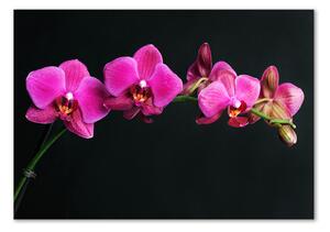 Fotoobraz na skle Orchidej osh-64284743