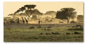 Fotoobraz na skle Žirafy na savaně osh-64472028