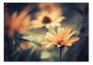 Foto-obraz fotografie na skle Jarní květ osh-64765143