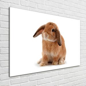 Fotoobraz na skle Červený králík osh-65984756